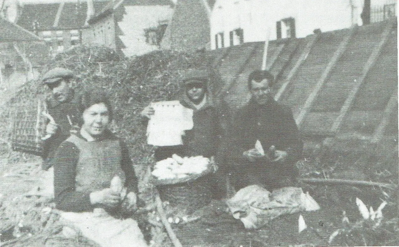 Chicorée-Ernte bei der Familie Goossens auf dem Lo (1930).