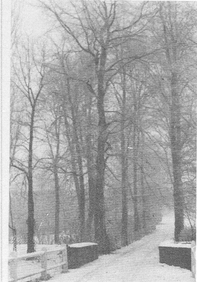 De Donjondreef, van de Woluwelaan naar de Broekstraat (winter 1975).
